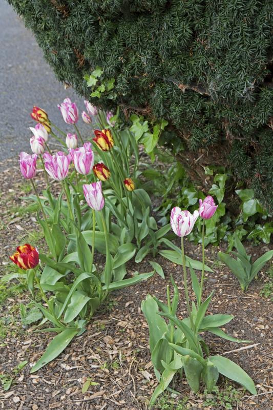 Cjp_2017-04-20_075654.jpg