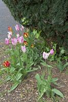 Cjp_2017-04-20_075654.jpg
