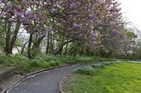 Cjp_2017-04-21_064900.jpg