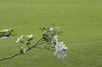 Cjp_2017-04-21_142910.jpg
