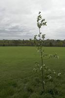 Cjp_2017-04-21_142934.jpg