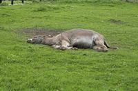 Cjp_2017-04-23_114228.jpg