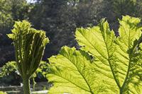 Cjp_2017-04-25_091220.jpg