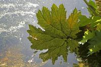 Cjp_2017-04-25_092346.jpg