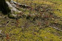 Cjp_2017-04-25_100512.jpg