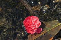 Cjp_2017-04-25_132120.jpg