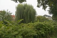 Cjp_2019_09_11_120052.jpg