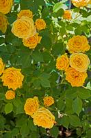 Cjp_2022_05_18_105622.jpg